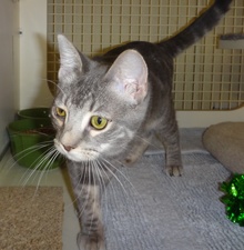 [picture of Minime, a Domestic Short Hair silver cat]