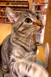 [picture of Taika, a Domestic Short Hair brown tabby cat]