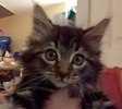 [picture of Chickpea, a Maine Coon-x brown tabby cat]