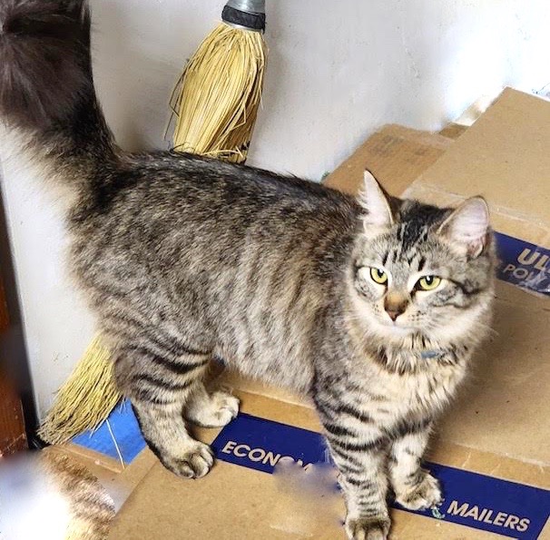[picture of Chickpea, a Maine Coon-x brown tabby\ cat] 