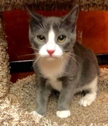 [another picture of Truman, a Domestic Short Hair blue/white\ cat] 
