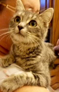 [picture of Little Lady, a Domestic Short Hair silver tabby cat]