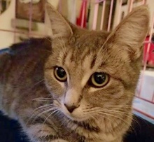 [picture of Little Lady, a Domestic Short Hair silver tabby\ cat] 