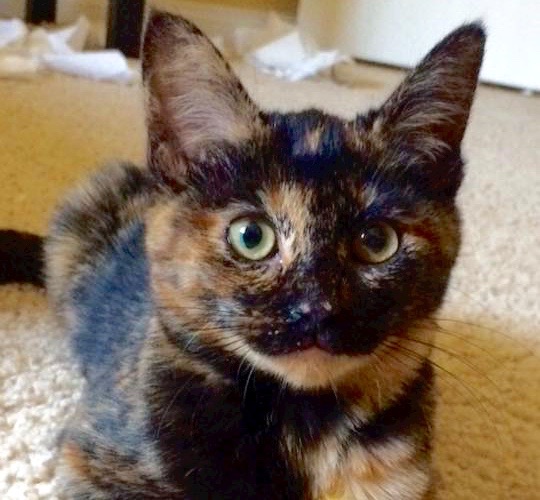 [picture of Tabitha, a Domestic Medium Hair tortie\ cat] 