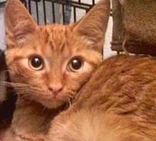 [picture of Darrin, a Domestic Short Hair orange\ cat] 