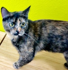 [picture of Delsie, a Domestic Short Hair tortie cat]