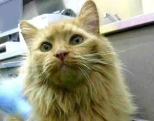 [picture of Killian, a Maine Coon-x orange\ cat] 