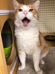 [picture of Kris Kringle, a Domestic Short Hair orange/white tripod w/stubby cat]