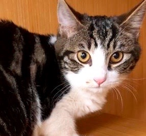 [picture of Alta, a Domestic Short Hair black marble tabby/white\ cat] 