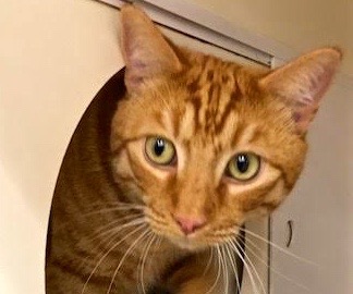 [picture of Tiger, a Domestic Short Hair orange\ cat] 