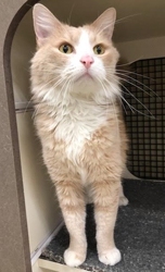 [picture of Sugar, a Domestic Medium Hair orange/white cat]
