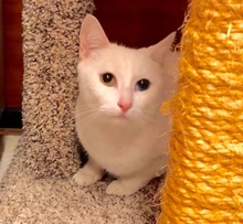 [another picture of Jingles, a Domestic Short Hair white bi-eye\ cat] 