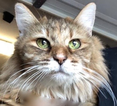 [picture of Lori, a Maine Coon-x brown\ cat] 
