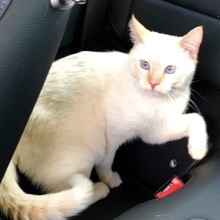 [picture of Jminy Cricket, a Siamese flame point cat]