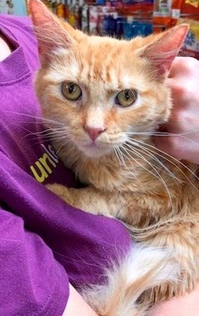 [another picture of Olin, a Domestic Medium Hair orange\ cat] 