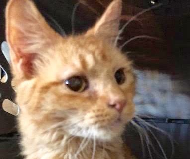 [picture of Olin, a Domestic Medium Hair orange\ cat] 