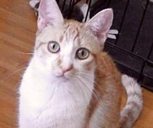[picture of CC, a Domestic Short Hair orange/white\ cat] 