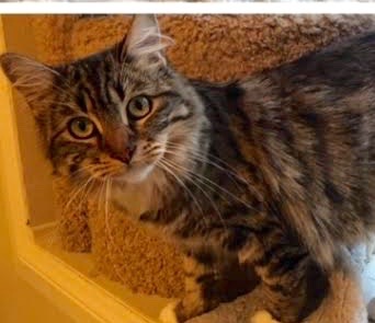 [picture of MarryAnne, a Maine Coon-x brown tabby/white\ cat] 