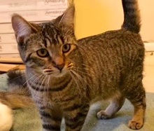 [picture of Chloe, a Domestic Short Hair brown tabby\ cat] 