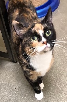 [another picture of Love, a Domestic Short Hair calico\ cat] 