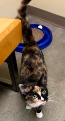 [picture of Love, a Domestic Short Hair calico cat]