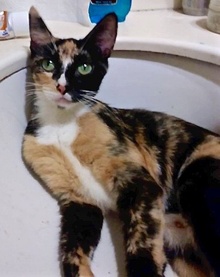 [picture of Love, a Domestic Short Hair calico cat]