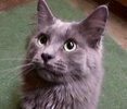 [picture of Keanu, a Maine Coon-x blue cat]