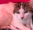 [picture of Little Mr, a Turkish Van Mix white/brown tabby cat]