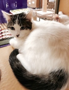 [picture of Little Mr, a Turkish Van Mix white/brown tabby\ cat] 