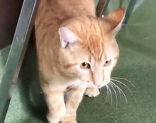 [picture of Ezekeil, a Bobtail orange\ cat] 