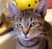 [picture of Alice, a Domestic Short Hair gray tabby cat]