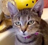 [picture of Alice, a Domestic Short Hair gray tabby\ cat] 