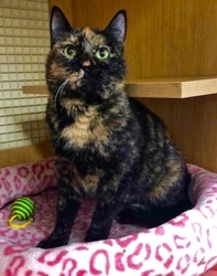 [picture of Nausie, a Domestic Short Hair tortie cat]