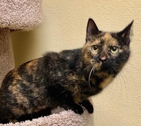 [picture of Nausie, a Domestic Short Hair tortie cat]