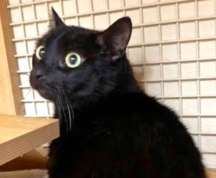 [picture of Jasper, a Bombay black cat]