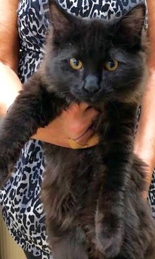 [another picture of Chuck Berry, a Ragdoll Mix black\ cat] 