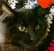 [picture of Chuck Berry, a Ragdoll Mix black cat]