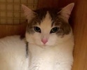 [picture of Angelas, a Domestic Short Hair white/blue cat]