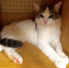 [picture of Angelas, a Domestic Short Hair white/blue cat]