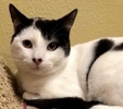 [picture of Sly, a Domestic Medium Hair white/black cat]