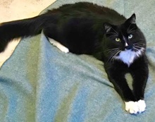 [another picture of Tucker, a Maine Coon-x black/white tuxedo\ cat] 