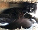 [picture of Tucker, a Maine Coon-x black/white tuxedo cat]