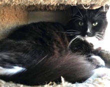 [picture of Tucker, a Maine Coon-x black/white tuxedo\ cat] 