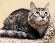 [picture of Autumn, a Domestic Medium Hair brown tabby/white cat]