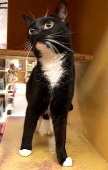 [another picture of Shauntell, a Domestic Short Hair black/white tuxedo\ cat] 