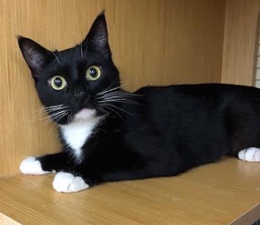 [picture of Shauntell, a Domestic Short Hair black/white tuxedo cat]