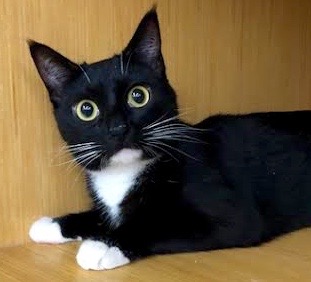 [picture of Shauntell, a Domestic Short Hair black/white tuxedo\ cat] 