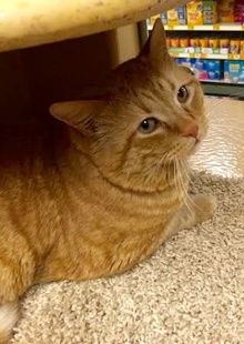 [another picture of Big G, a Domestic Short Hair orange tabby\ cat] 