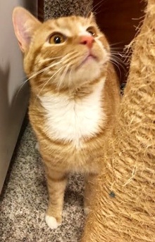 [picture of Buddy B, a Domestic Short Hair orange cat]