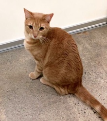 [picture of Del, a Domestic Short Hair orange tabby cat]